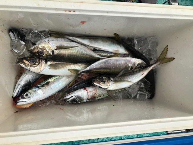 神奈川県で釣れたウマヅラハギの最新釣果 釣り情報 22年8月