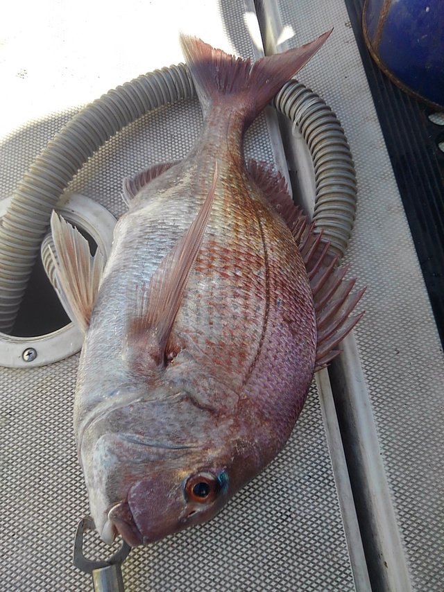 ホウボウ 約30cm 【公式通販】