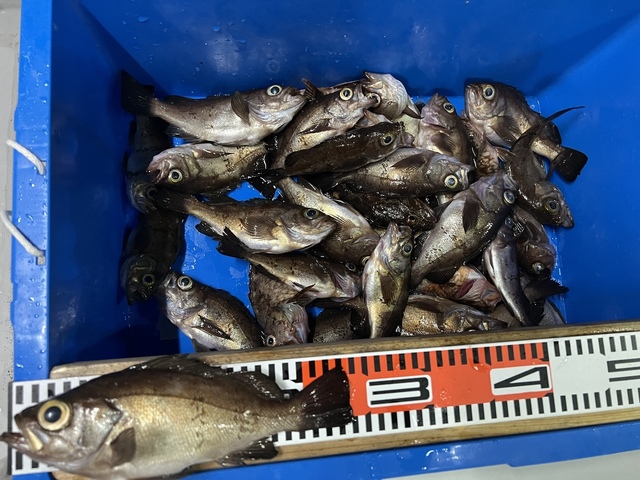 広島県で釣れたメバルの最新釣果 釣り情報 22年9月