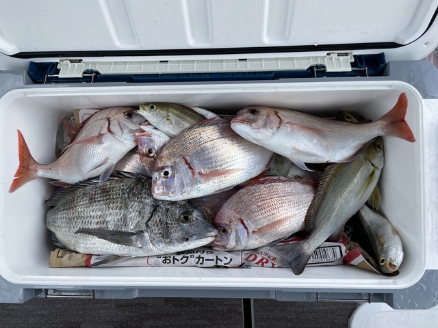 広島県で釣れたチダイの最新釣果 釣り情報 22年11月