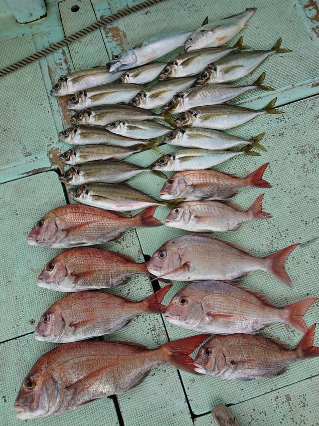 マダイを関西で釣った最新釣果 釣り情報 22年12月