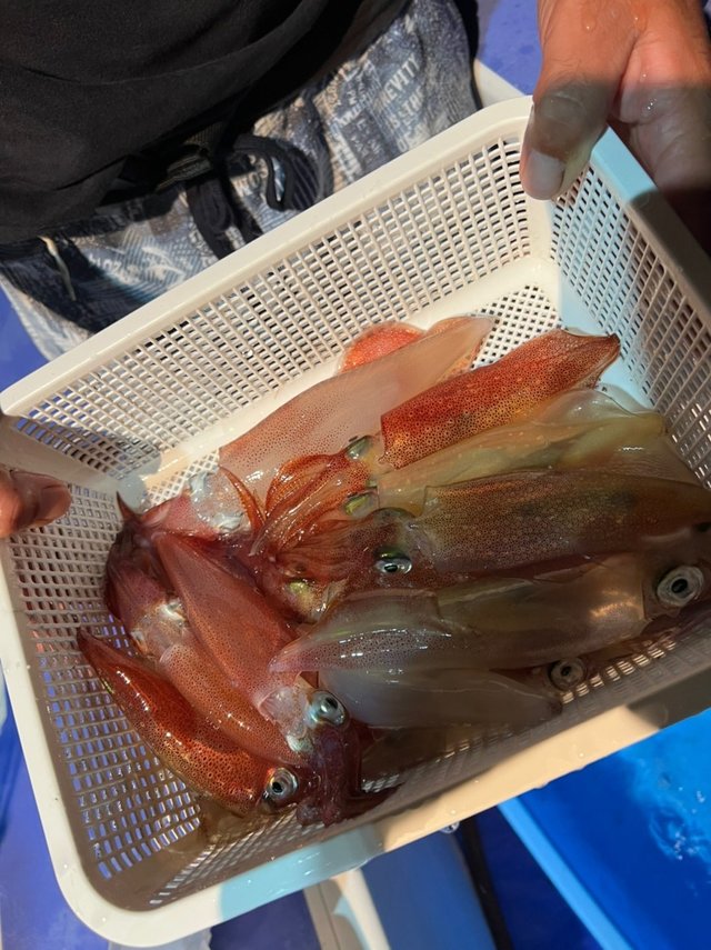 静岡県で釣れたケンサキイカの最新釣果 釣り情報 22年9月