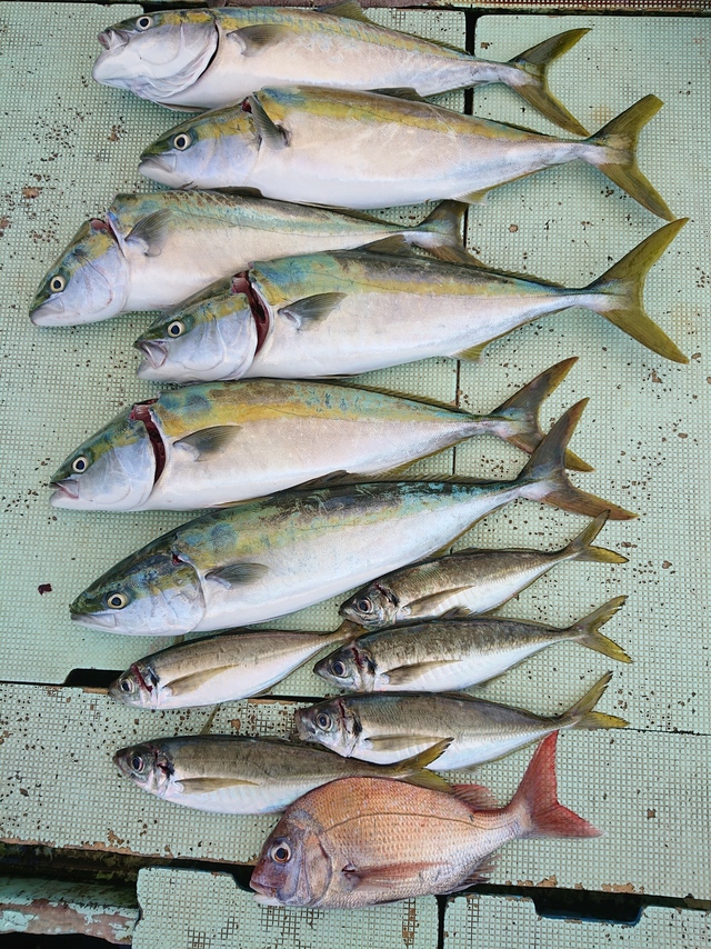 マダイを関西で釣った最新釣果 釣り情報 22年12月