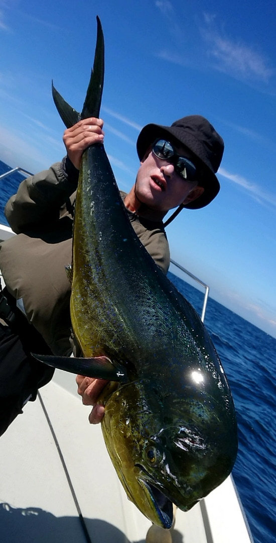 東京湾奥 千葉県 で釣れたシイラの最新釣果 釣り情報 22年10月