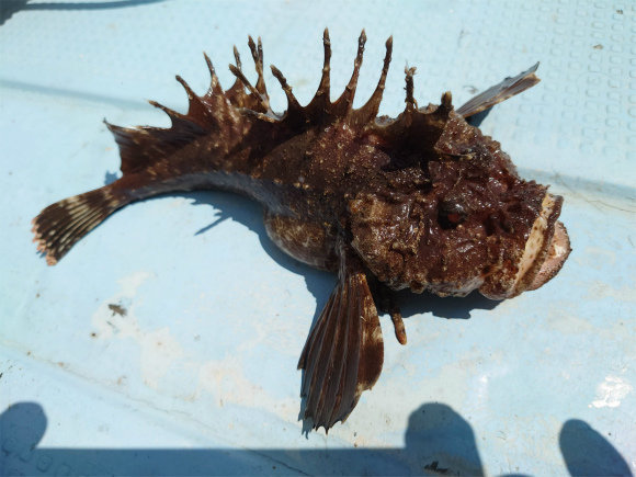 山口県で釣れたオニオコゼの最新釣果 釣り情報 22年10月