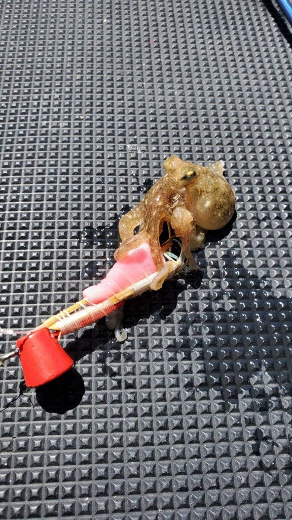 イイダコを中国 四国で釣った最新釣果 釣り情報 22年11月