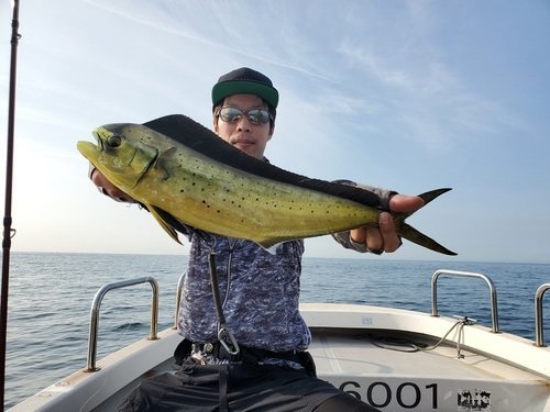 愛知県で釣れたシイラの最新釣果 釣り情報 22年10月 愛知県で釣れたシイラの最新釣果 釣り情報 22年10月