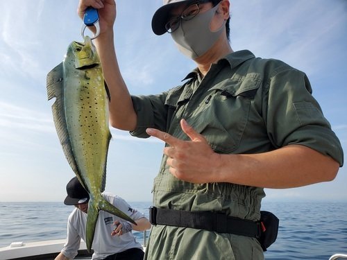 愛知県で釣れたシイラの最新釣果 釣り情報 22年10月 愛知県で釣れたシイラの最新釣果 釣り情報 22年10月