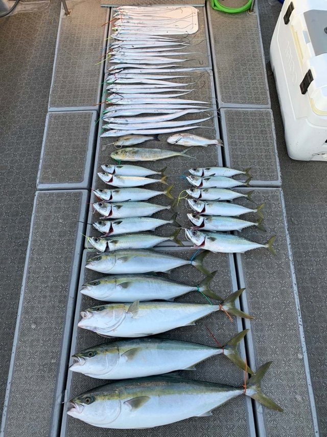 大阪府で釣れたシイラの最新釣果 釣り情報 22年10月 大阪府で釣れたシイラの最新釣果 釣り情報 22年10月