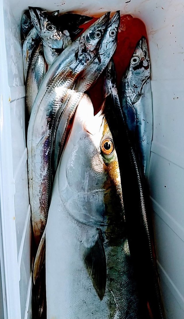 広島県で釣れたタチウオの最新釣果 釣り情報 22年10月