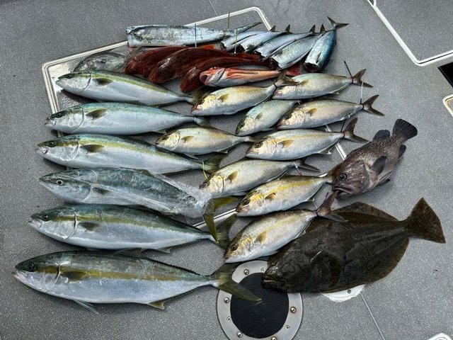 茨城県で釣れたサワラの最新釣果 釣り情報 22年11月