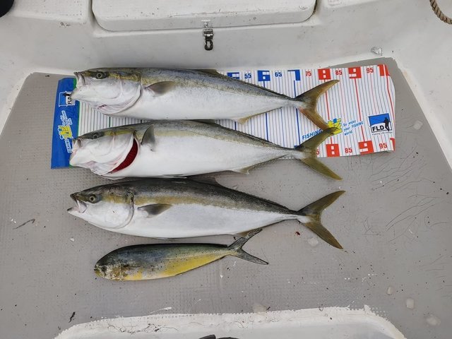 三重県で釣れたシイラの最新釣果 釣り情報 22年10月 三重県で釣れたシイラの最新釣果 釣り情報 22年10月