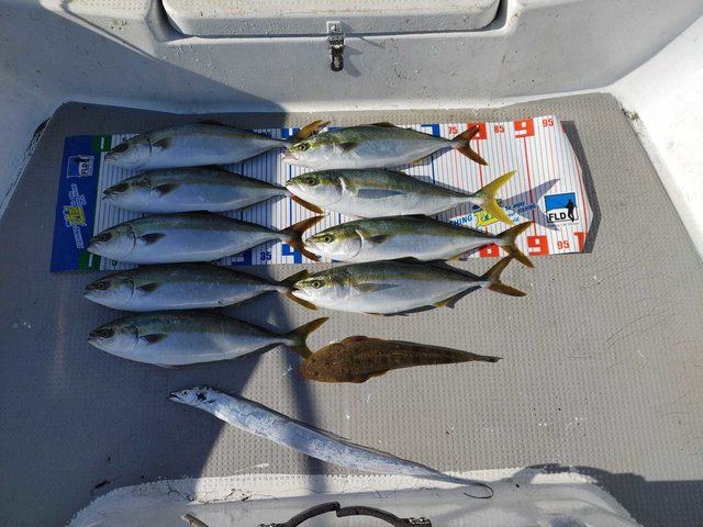 三重県で釣れたタチウオの最新釣果 釣り情報 22年11月 三重県で釣れたタチウオの最新釣果 釣り情報 22年11月