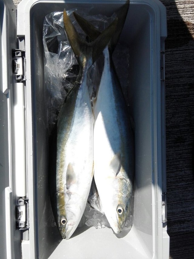 福島県で釣れたブリの最新釣果 釣り情報 22年10月