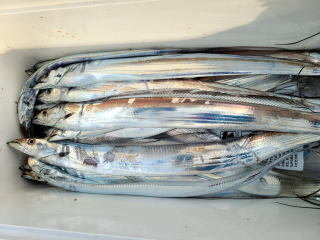 広島県で釣れたタチウオの最新釣果 釣り情報 23年1月