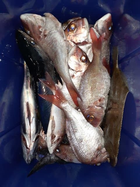 三重県で釣れたイサキの最新釣果 釣り情報 22年11月 三重県で釣れたイサキの最新釣果 釣り情報 22年11月