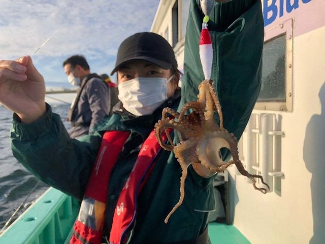 千葉県で釣れたイイダコの最新釣果 釣り情報 22年12月