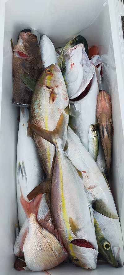 高知県で釣れたマダイの最新釣果 釣り情報 23年1月