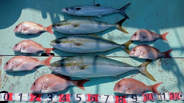 和歌山県で釣れたサワラの最新釣果 釣り情報 22年11月