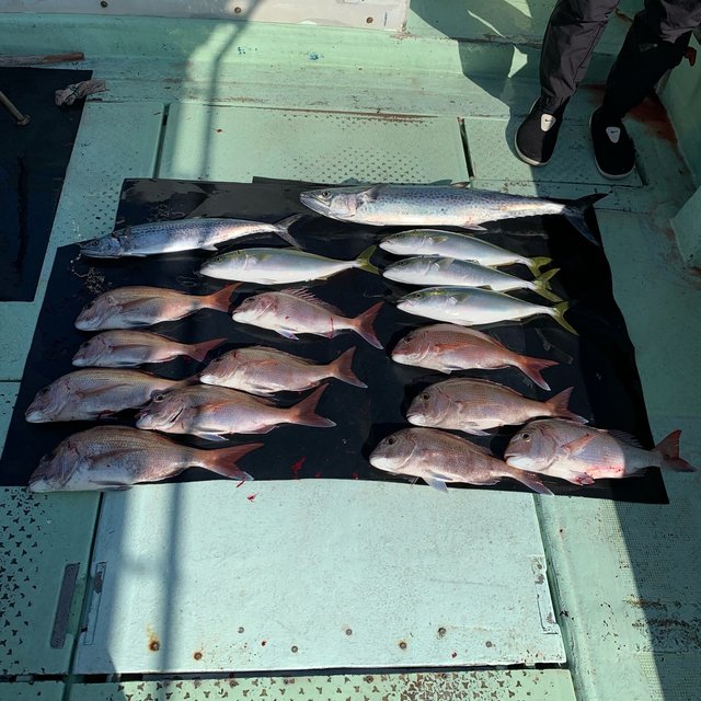 和歌山県で釣れたサワラの最新釣果 釣り情報 22年11月