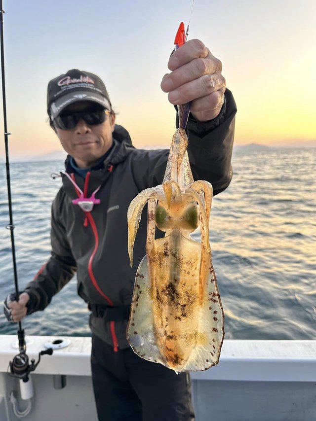 京都府で釣れたアオリイカの最新釣果 釣り情報 23年1月