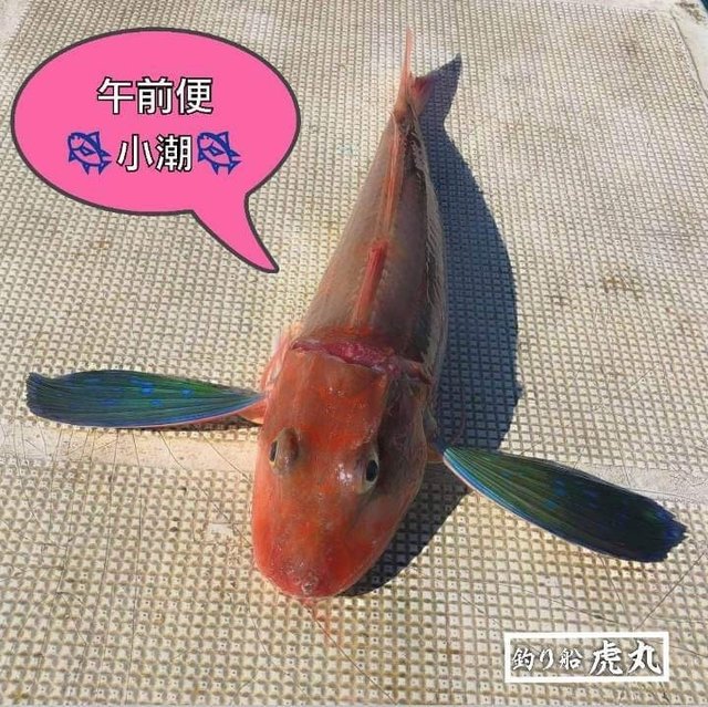 和歌山県で釣れたホウボウの最新釣果 釣り情報 22年12月