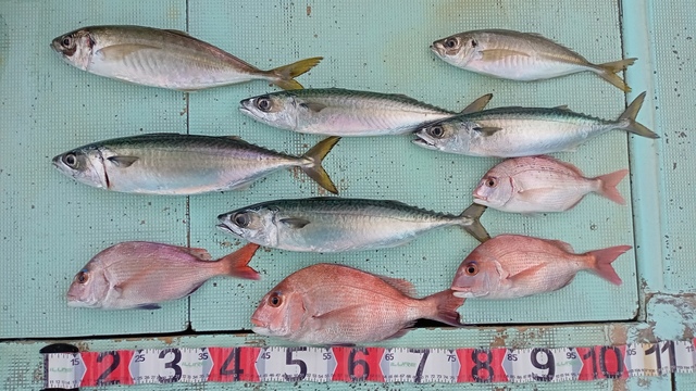 関西で釣れたマアジの最新釣果 釣り情報 22年12月