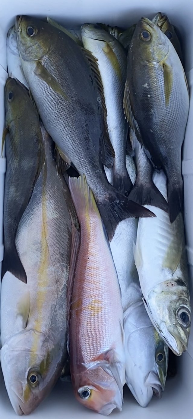 神奈川県で釣れたシマアジの最新釣果 釣り情報 22年12月