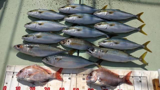 和歌山県で釣れたマサバの最新釣果 釣り情報 22年12月