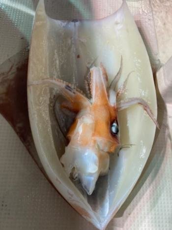福井県で釣れたソデイカの最新釣果 釣り情報 22年11月