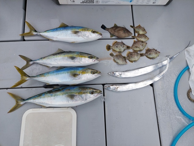 大阪府で釣れたカワハギの最新釣果 釣り情報 22年12月