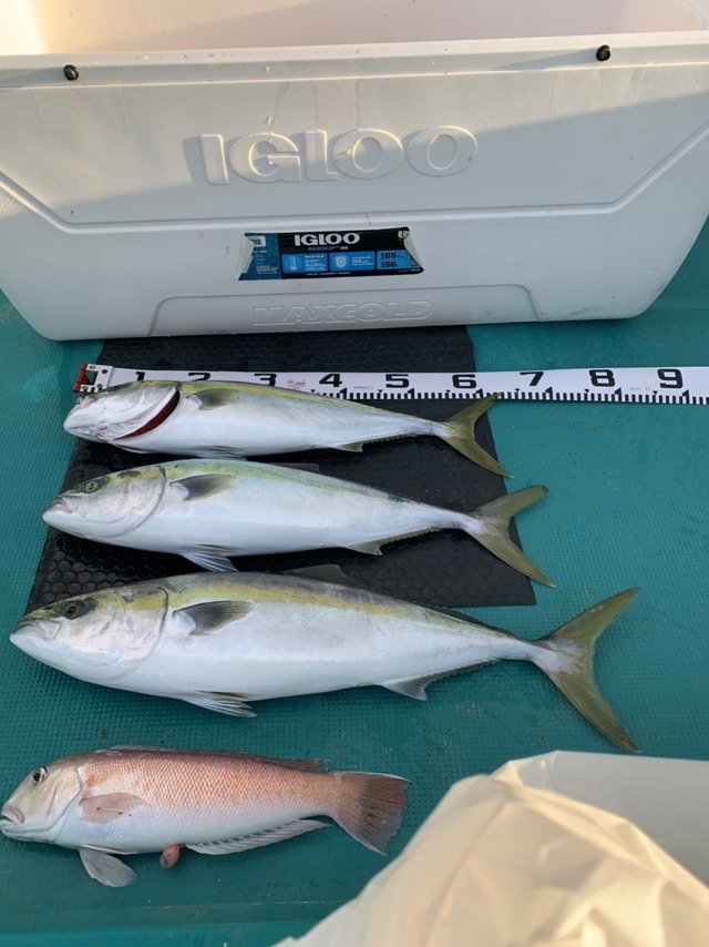 関西で釣れたアカアマダイの最新釣果 釣り情報 22年12月