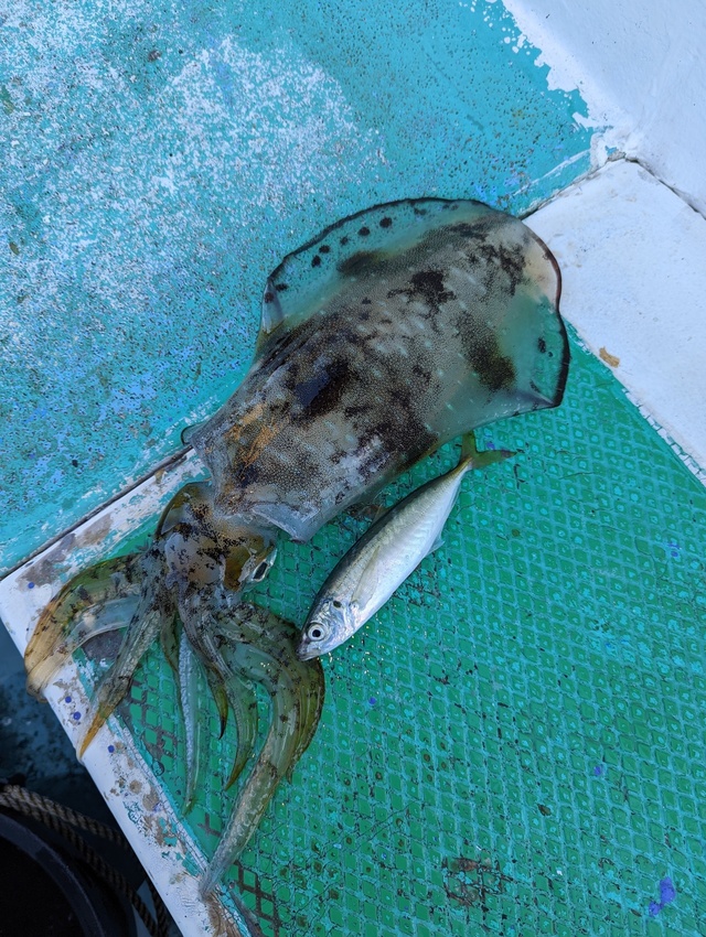 関東で釣れたクエの最新釣果 釣り情報 23年1月