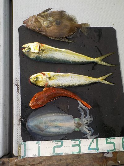徳島県で釣れたホウボウの最新釣果 釣り情報 23年1月 徳島県で釣れたホウボウの最新釣果 釣り情報 23年1月