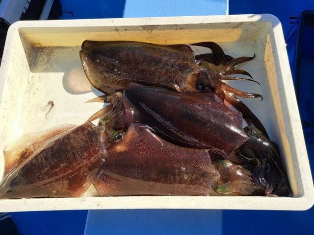 伊豆半島 静岡県 で釣れたアオリイカの最新釣果 釣り情報 22年12月
