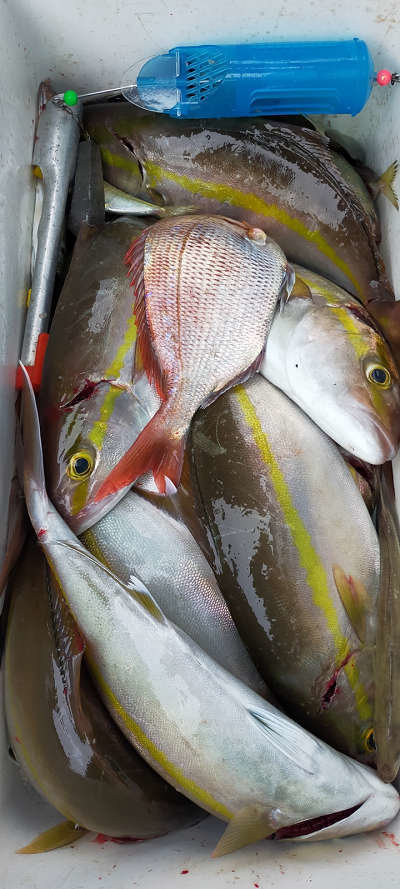 高知県で釣れたカンパチの最新釣果 釣り情報 23年1月