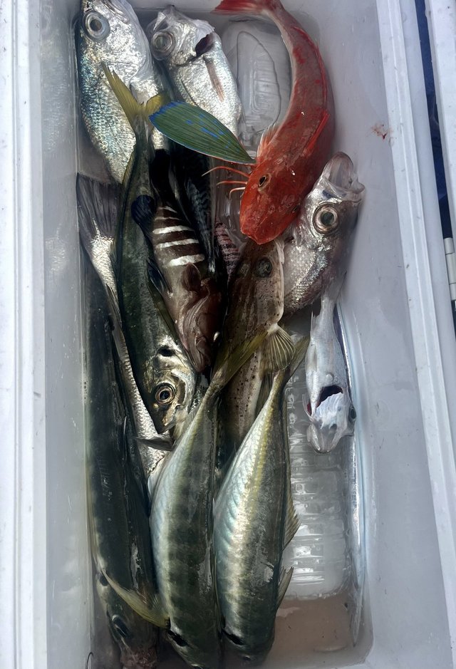 アジ(マアジ)・ホウボウ・サバ(ゴマサバ)