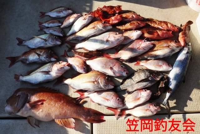 マダイ・チヌ(クロダイ)・サワラ・コブダイ・ガシラ(カサゴ)