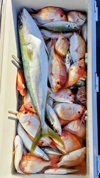 レンコ(キダイ)・アジ(マアジ)・ハマチ(ブリ)