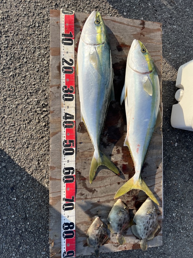 ハマチ(ブリ)・カワハギ