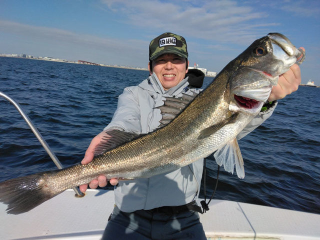 シーバス(スズキ)