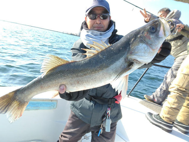 シーバス(スズキ)