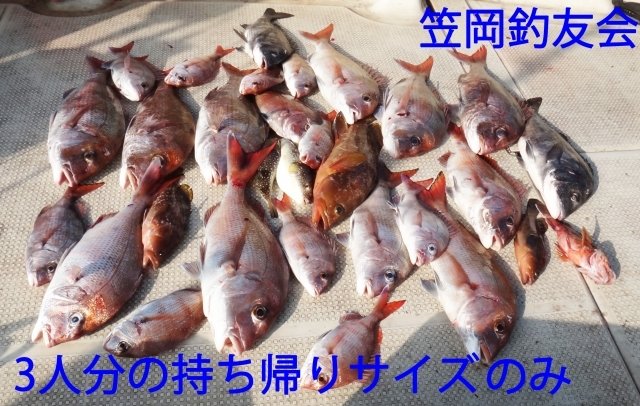 タイ(マダイ)・カサゴ