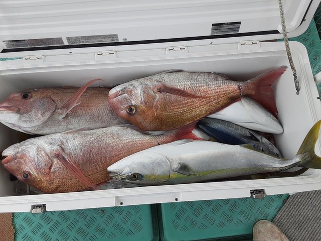 マダイ・ヒラス(ヒラマサ)・コシナガ