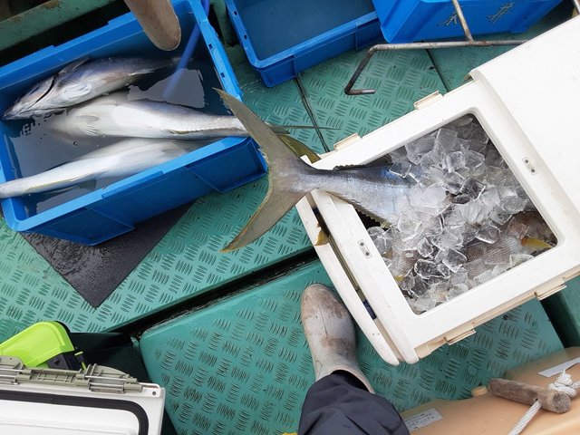 ヒラス(ヒラマサ)・コシナガ