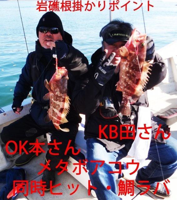 アコウ(キジハタ)