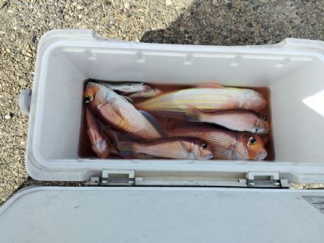 アマダイ(アカアマダイ)・イトヨリ(イトヨリダイ)