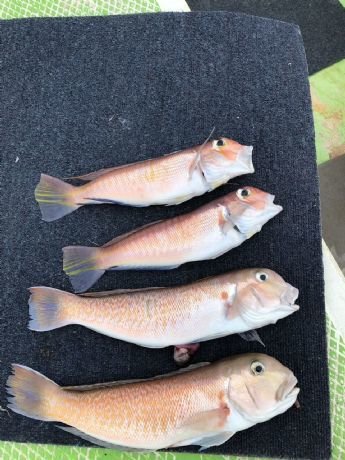 アマダイ(アカアマダイ)