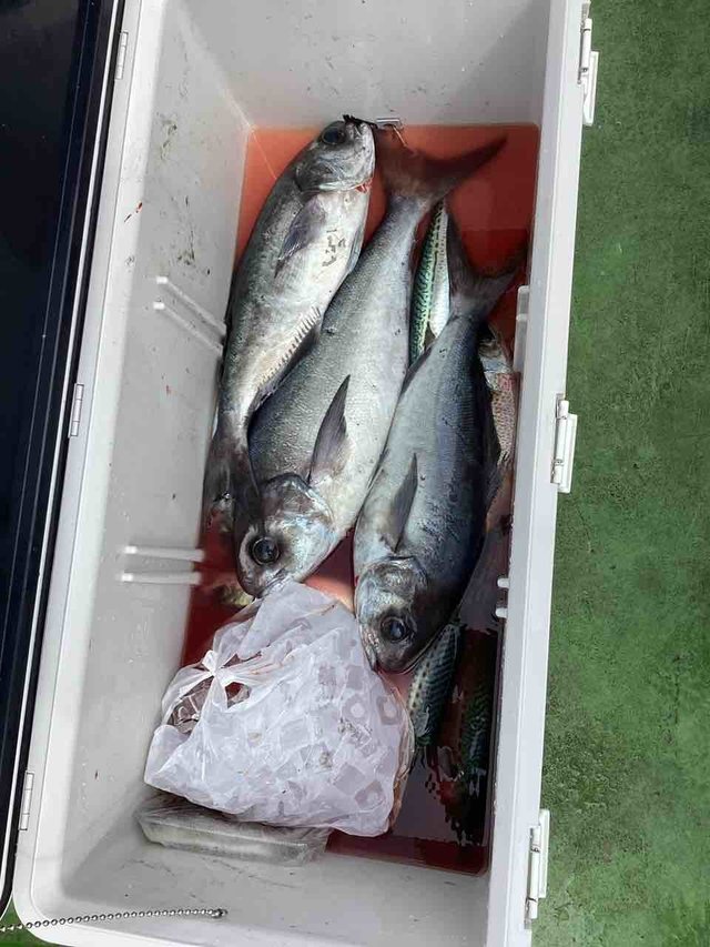 メダイ・サバ(ゴマサバ)