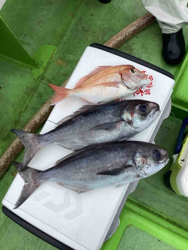 マダイ・メダイ